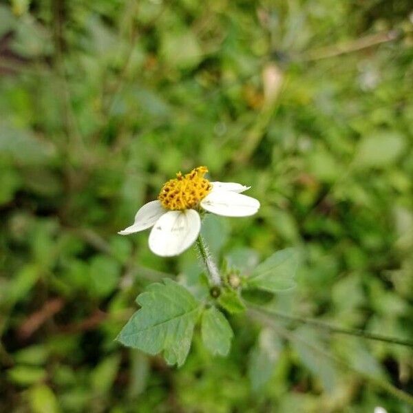 Bidens pilosa برگ