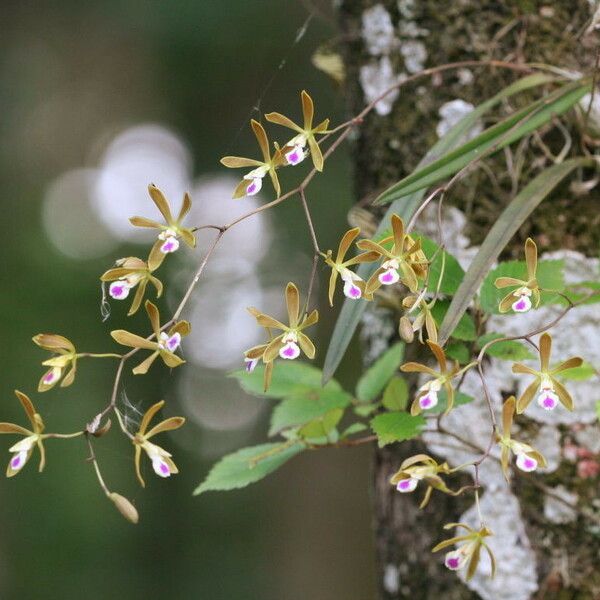 Encyclia tampensis Flor