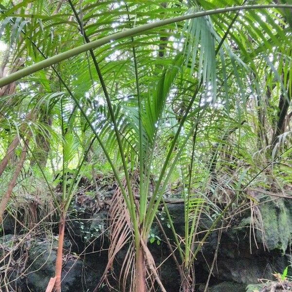 Acanthophoenix rubra Habit