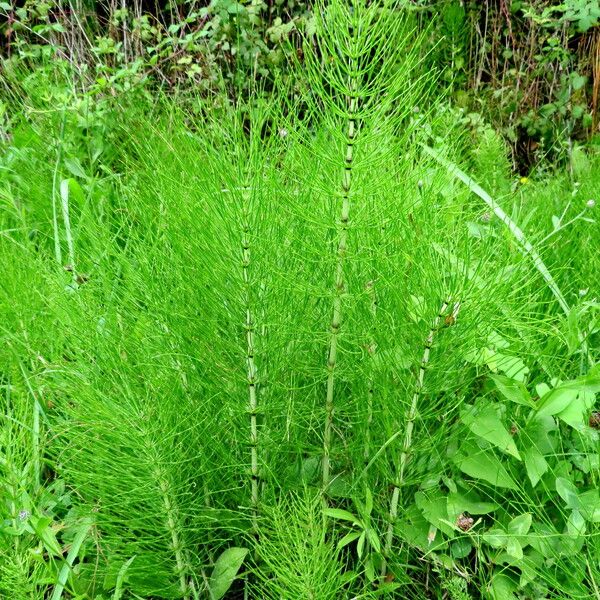 Equisetum arvense Φύλλο