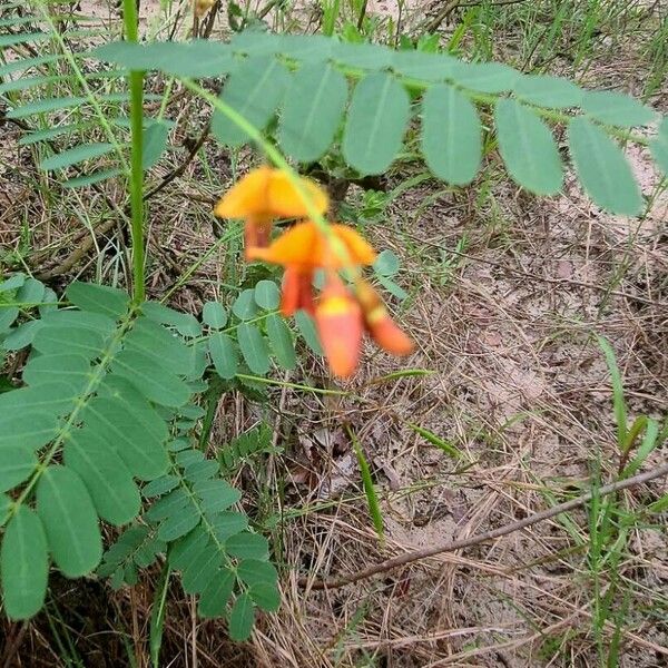 Sesbania herbacea Hostoa