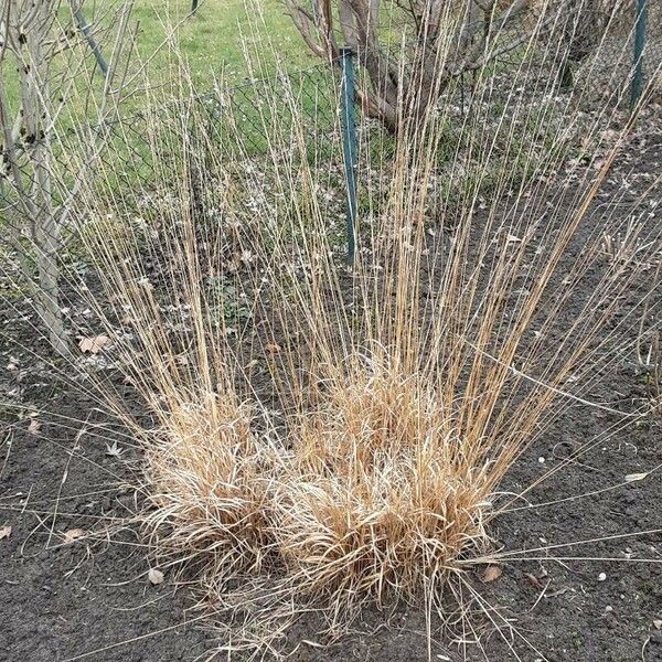 Molinia caerulea Buveinė