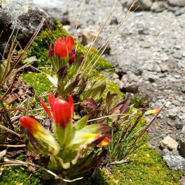 Castilleja pumila Blüte