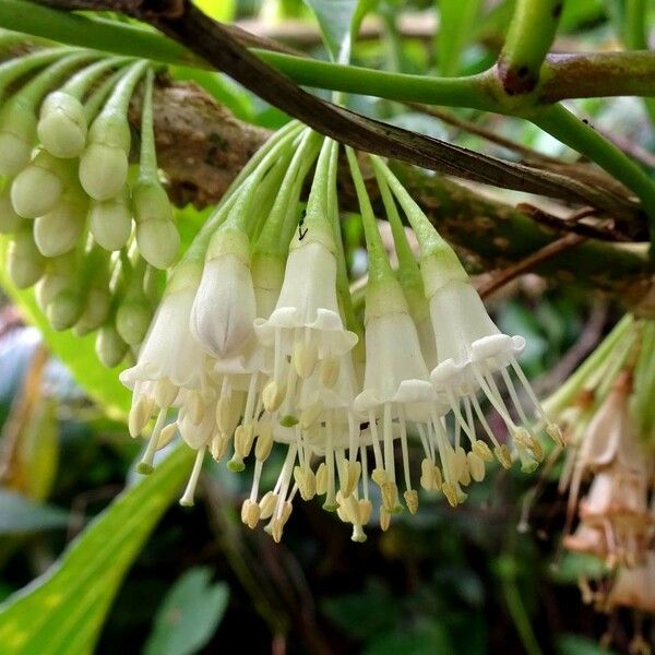 Acnistus arborescens 花