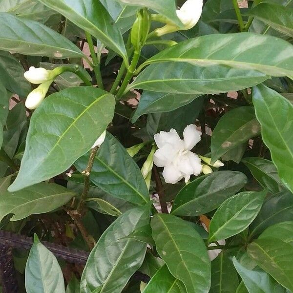 Tabernaemontana divaricata Flower