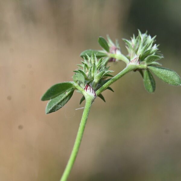 Trifolium scabrum 葉