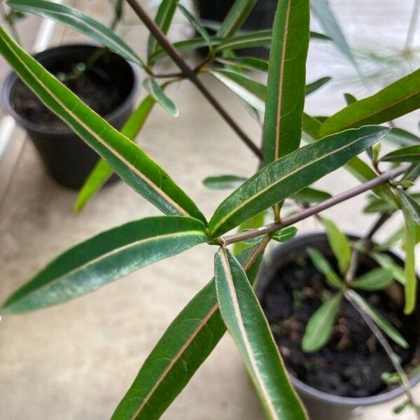 Barleria lupulina Leaf