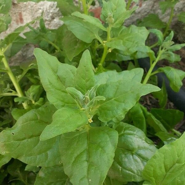 Tetragonia tetragonoides Leaf