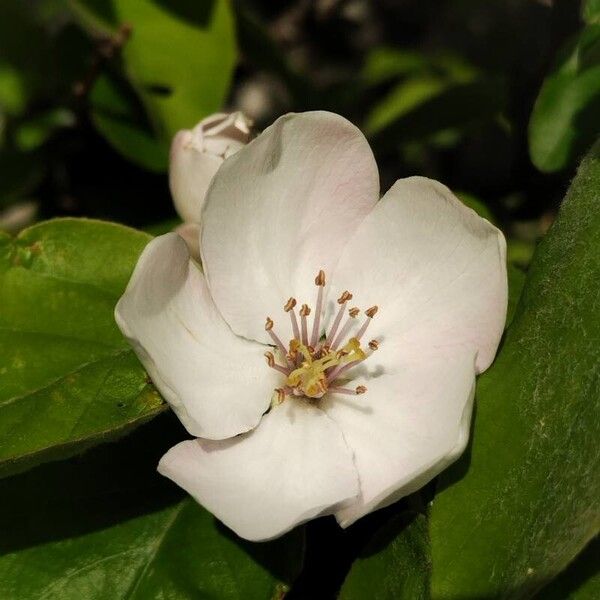 Cydonia oblonga Flower