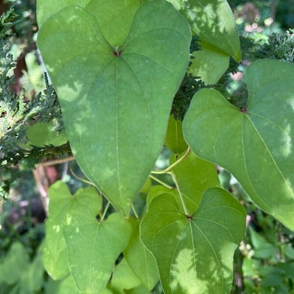 Dioscorea alata برگ