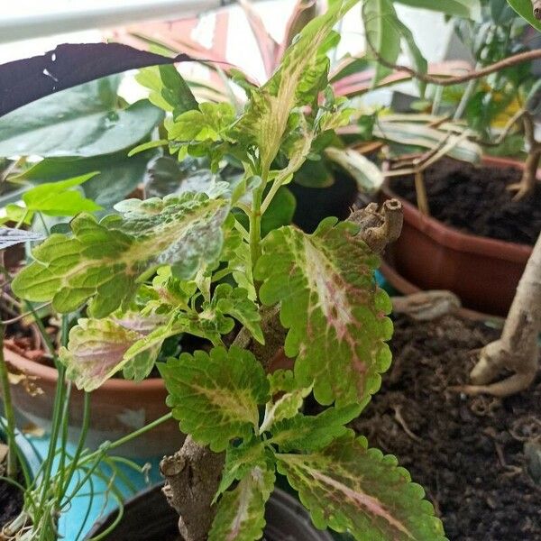 Plectranthus scutellarioides Liść