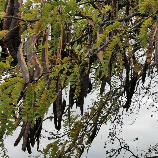 Gleditsia triacanthos Vrucht