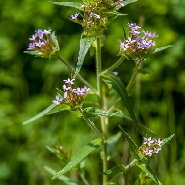 Collomia linearis 花