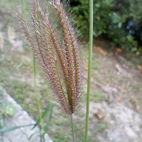 Chloris barbata Flower