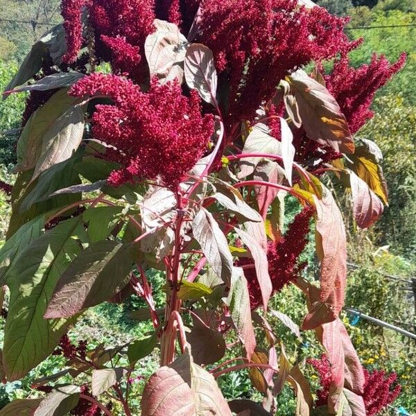 Amaranthus hypochondriacus Характер