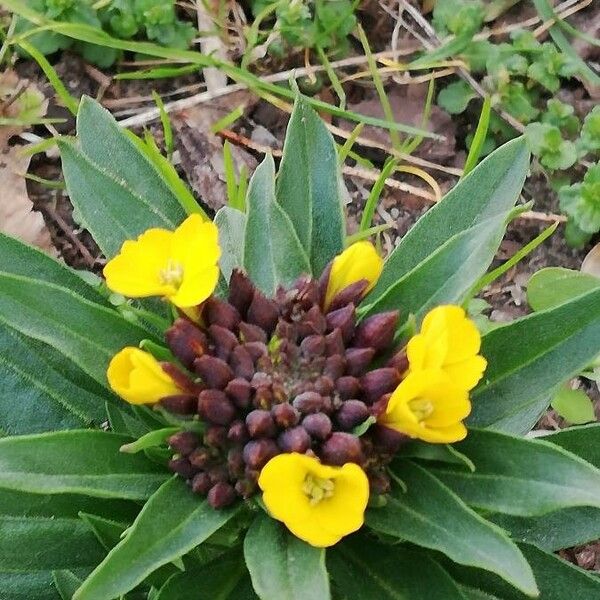 Erysimum virgatum Flors