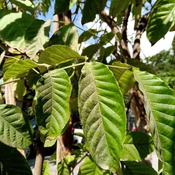 Markhamia lutea Blad