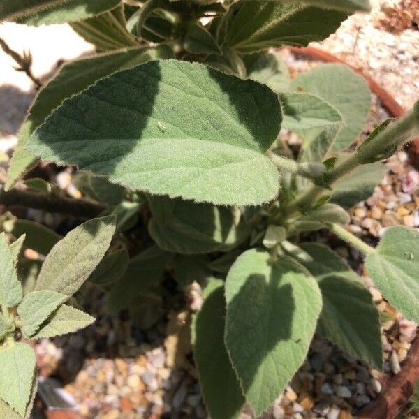 Malva oblongifolia Leaf