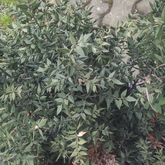 Ruscus aculeatus Blatt