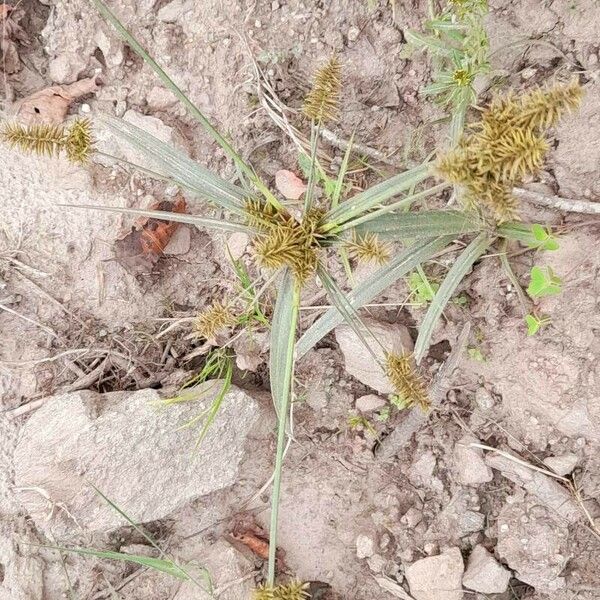 Cyperus odoratus Хабит