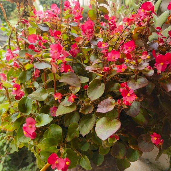 Begonia cucullata Leaf