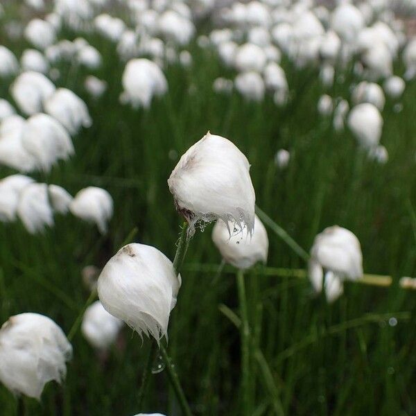 Eriophorum scheuchzeri 整株植物