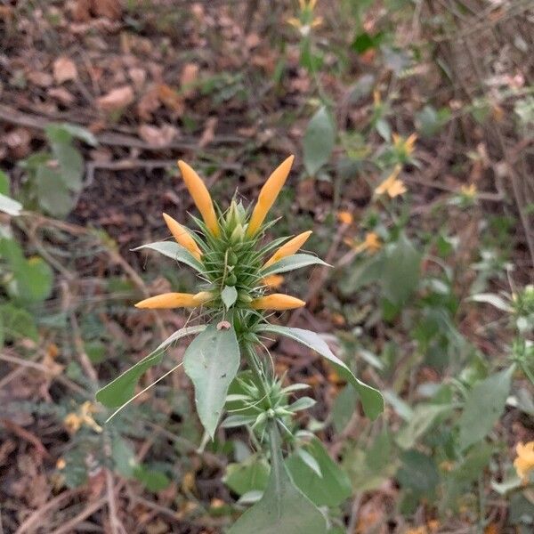 Barleria prionitis Kwiat