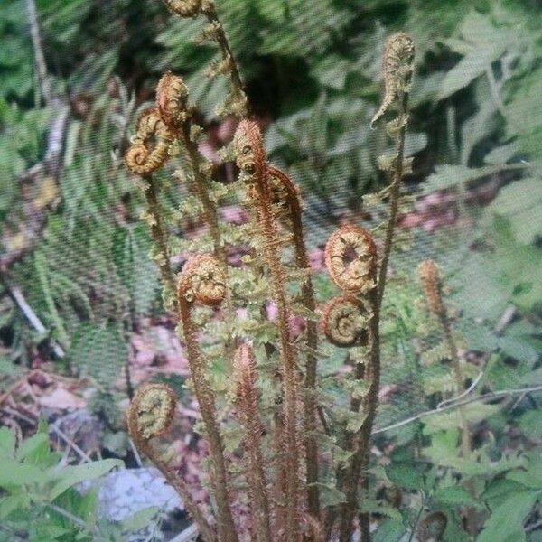 Dryopteris fragrans Deilen