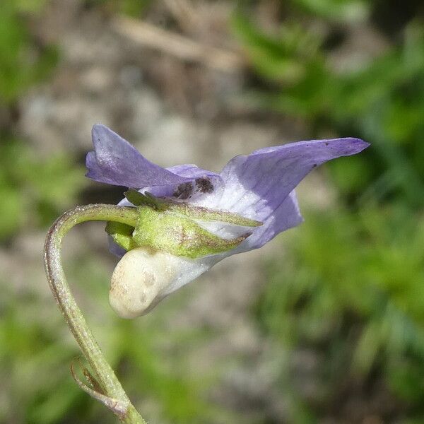 Viola rupestris Квітка