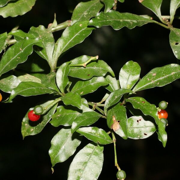 Psychotria biaristata Fruit