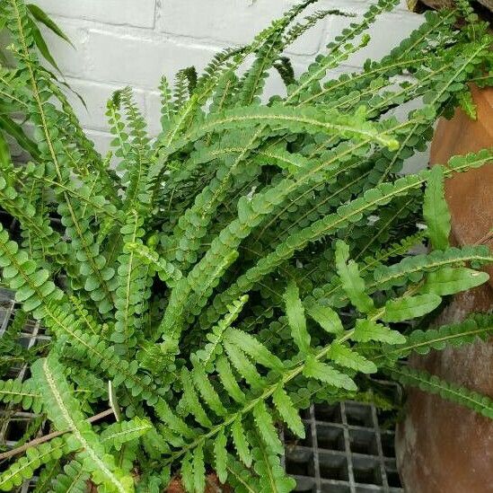 Nephrolepis cordifolia Habitus