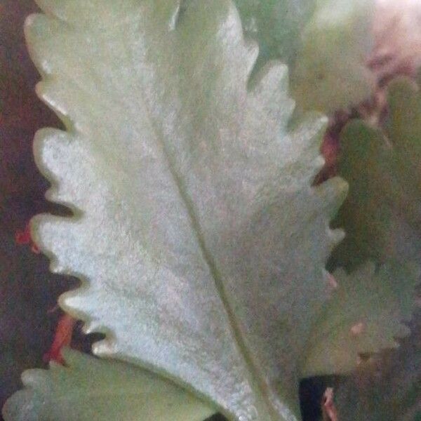 Kalanchoe blossfeldiana Hoja