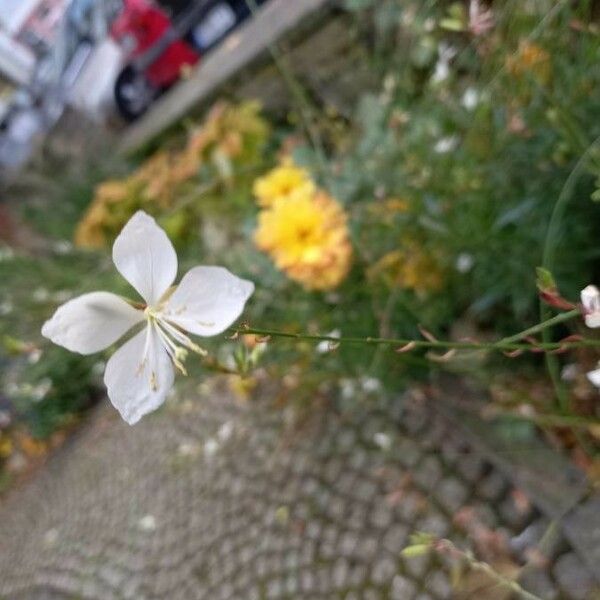 Oenothera lindheimeri Квітка