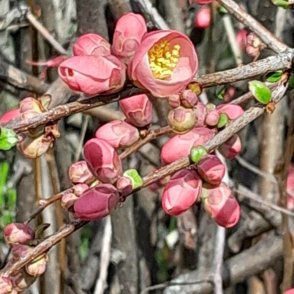 Chaenomeles speciosa Квітка