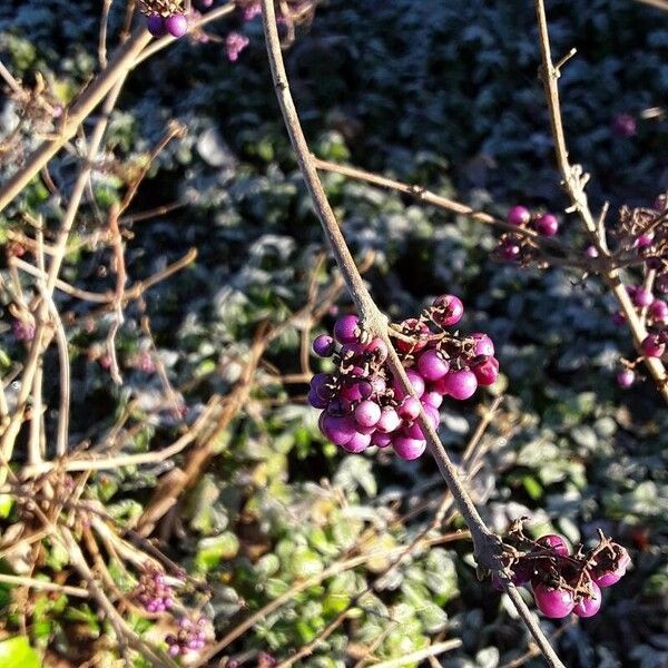 Callicarpa americana Fruit