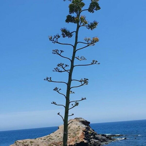 Agave americana Leaf