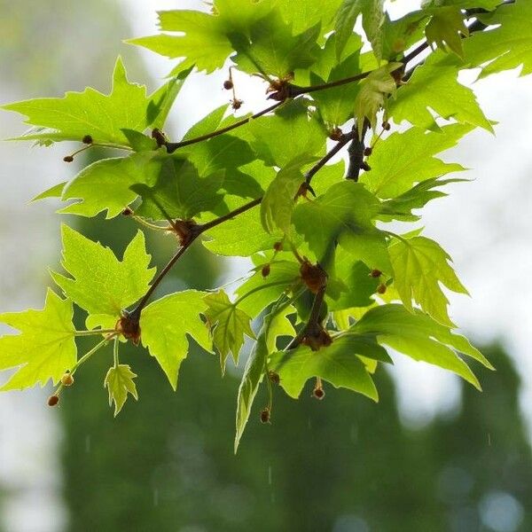 Platanus orientalis List