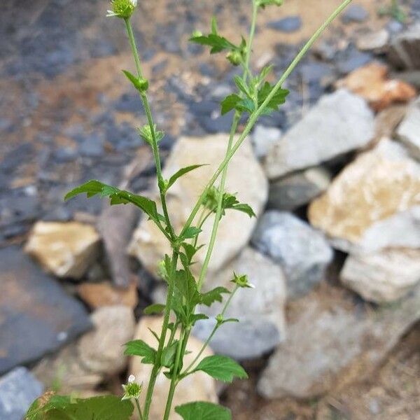 Geum laciniatum Цвят