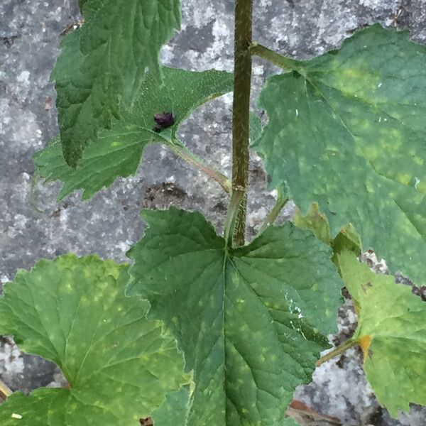 Campanula trachelium Лист