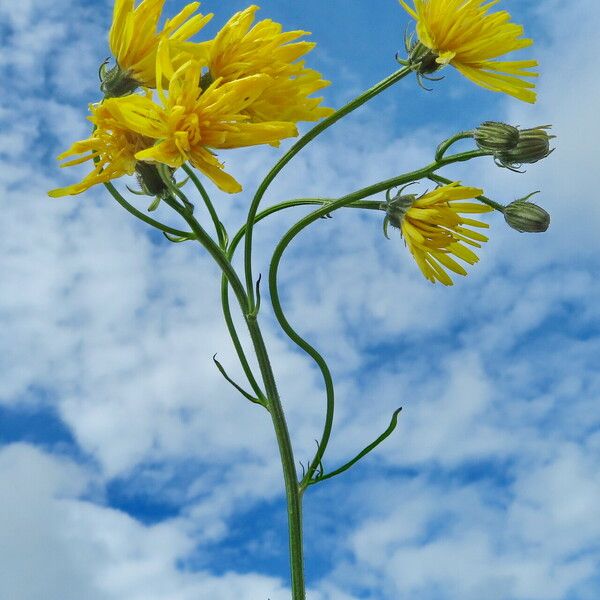 Crepis biennis Flor