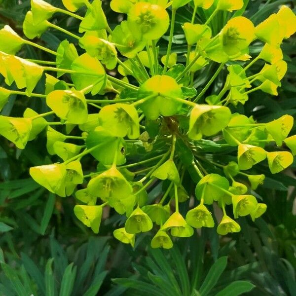 Euphorbia esula പുഷ്പം