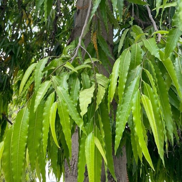 Monoon longifolium Blatt