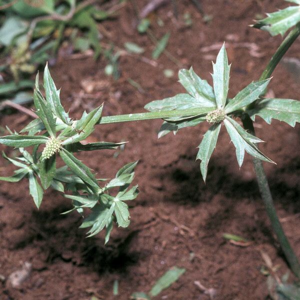 Eryngium foetidum ᱛᱟᱦᱮᱸ