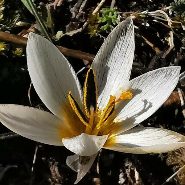 Crocus melantherus Blomst