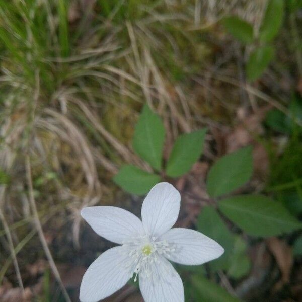 Anemonoides trifolia Flower