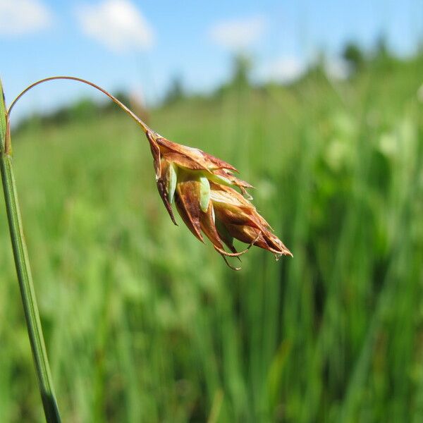 Carex limosa Floro