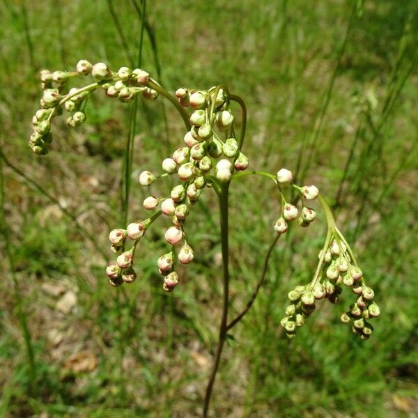 Filipendula vulgaris Flower