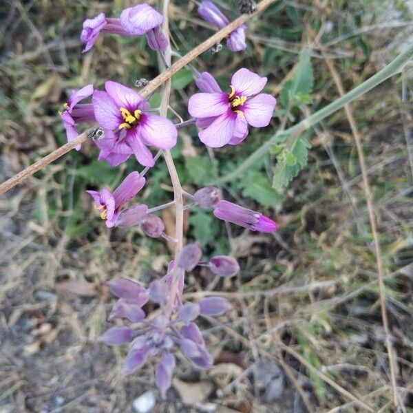 Moricandia moricandioides Flor