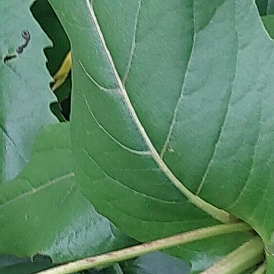 Silphium perfoliatum Yaprak