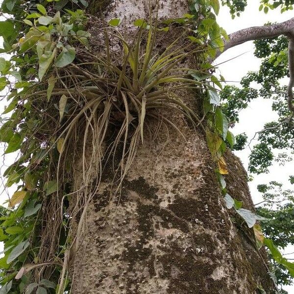 Tillandsia utriculata Yaprak